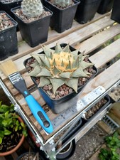 Ariocarpus retusus cactus for sale  BRISTOL