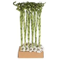 Lucky bamboo spirale usato  Terlizzi