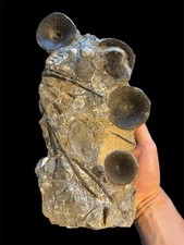 vertebrae fossil for sale vertebrae fossil for sale DORCHESTER