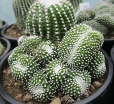 Blossfeldia liliputana large for sale  BRISTOL