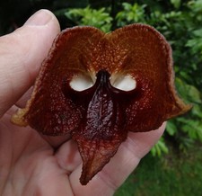 Aristolochia salvadorensis dar for sale  Redwood City