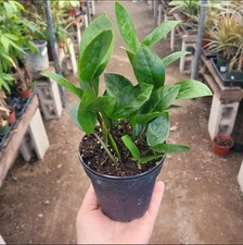 Plant zamioculcas zamiifolia for sale  West Covina