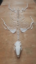 taxidermy skeleton for sale taxidermy skeleton for sale  WATERLOOVILLE