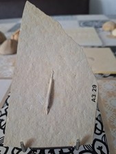 tintenfisch gebraucht kaufen tintenfisch gebraucht kaufen Xanten