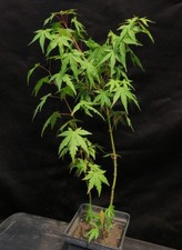 Acer palmatum arakawa for sale  Rochester