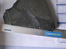 Fossilien perm kupferschiefer gebraucht kaufen  Mansfeld