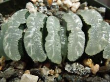 Haworthia truncata succulent for sale  Encinitas