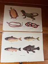 Vintage food fishes for sale  Arena
