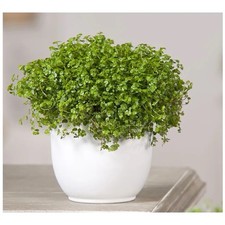 Soleirolia helxine green for sale  MANCHESTER