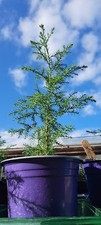 Monterey pine for sale  NORWICH