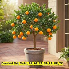 Minneola tangelo honeybell for sale  Vero Beach