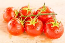 Tomaten samen cocktail gebraucht kaufen  Deutschland