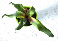 Cryptanthus moon river for sale  Floral City