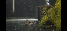 Dwarf cuckoo catfish for sale  Fond Du Lac