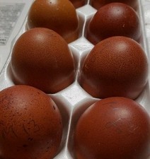 Black copper maran d'occasion  Expédié en Belgium