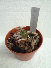 Avonia quinaria kakteen gebraucht kaufen  Amtsberg