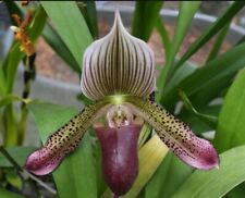 Paphiopedilum hsinying alien for sale  Fleming Island
