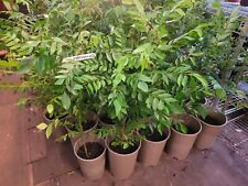 Curry leaf limmdi for sale  WEMBLEY