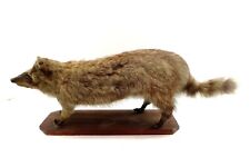 Raccoon taxidermy mount for sale  Harrisburg