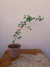 Pre bonsai pyrus usato  Macerata Campania