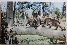 Animal bob cat for sale  Wilmington