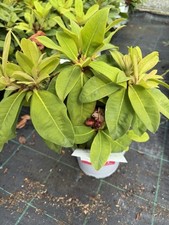 Rhododendron nova zembla for sale  CRAIGAVON