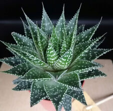 Gasteria aurora gasteraloe d'occasion  Mont-près-Chambord