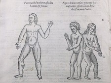 Hermaphrodite 1614 gémellité d'occasion  Tuchan