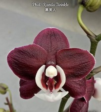 Phal. kaoda twinkle for sale  Ambler