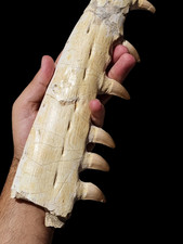 Autêntico fóssil de mandíbula de mosasauro 30 cm – Cretáceo tardio, Marrocos comprar usado  Enviando para Brazil