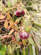 Epidendrum porpax for sale  Trenton