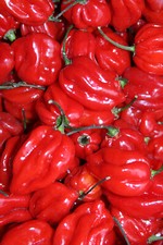 Semi peperoncino habanero usato  Cuneo