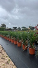 Yucca elephantipes reali usato  Pontinia
