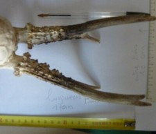 Cerf cervidé tête d'occasion  Damigny