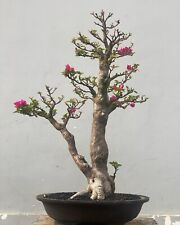 Bonsai Bougenvillea Original Singapura | Bonsai Tronco Gêmeo | Flor de Árvore Bonsai comprar usado  Enviando para Brazil