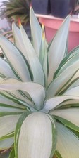 Agave desmettiana quick usato  Taurisano