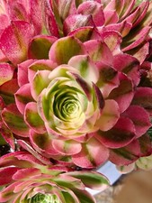 Aeonium chanel garnet for sale  DARTFORD