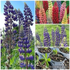 Stück pflanzen lupinus gebraucht kaufen  Förderstedt