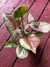Syngonium pink allusion for sale  Berne