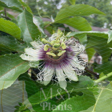 Live passiflora edulis for sale  Oviedo