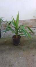 Yucca elephantipes tronchetto usato  Buti