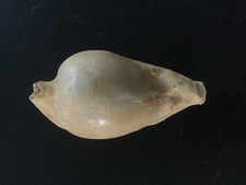Fossile moulage umbillia d'occasion  Bordeaux-