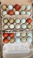 Eier meiner grünleger gebraucht kaufen  Monheim