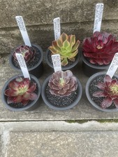 Aeonium variegated plant for sale  SHEFFIELD