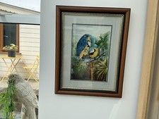 Macaw blue gold for sale  WALTHAM ABBEY
