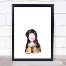 Dog tibetan terrier for sale  UK