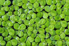 Wasserlinsen schwimmpfllanze t gebraucht kaufen  Nürnberg
