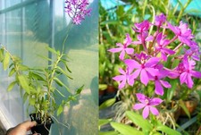 Epidendrum radicans hybride usato  Spedire a Italy