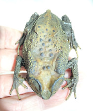 Real toad taxidermy for sale  LLANELLI
