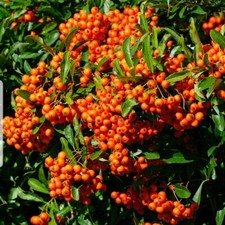 Pyracantha evergreen shrub for sale Pyracantha evergreen shrub for sale  BARGOED